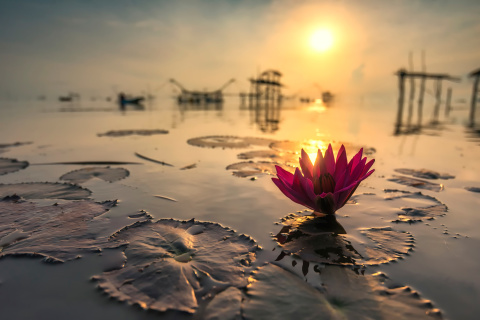 Das Lotus on Thailand Pond in Kumphawapi Wallpaper 480x320