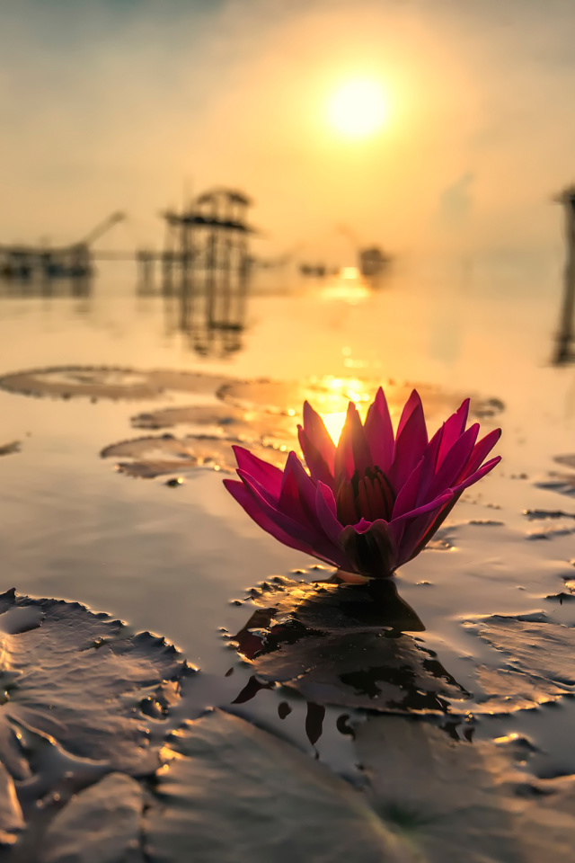 Lotus on Thailand Pond in Kumphawapi wallpaper 640x960