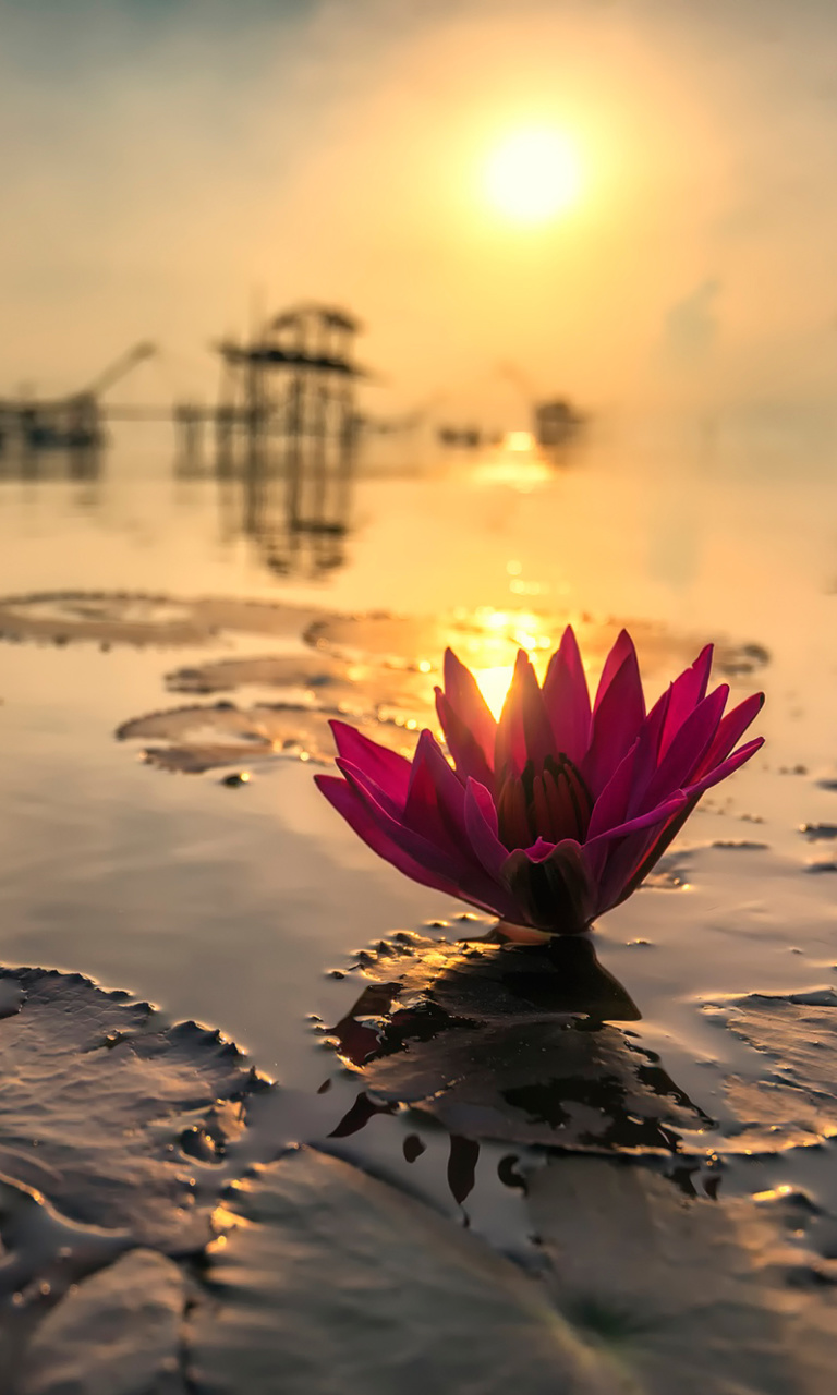 Обои Lotus on Thailand Pond in Kumphawapi 768x1280