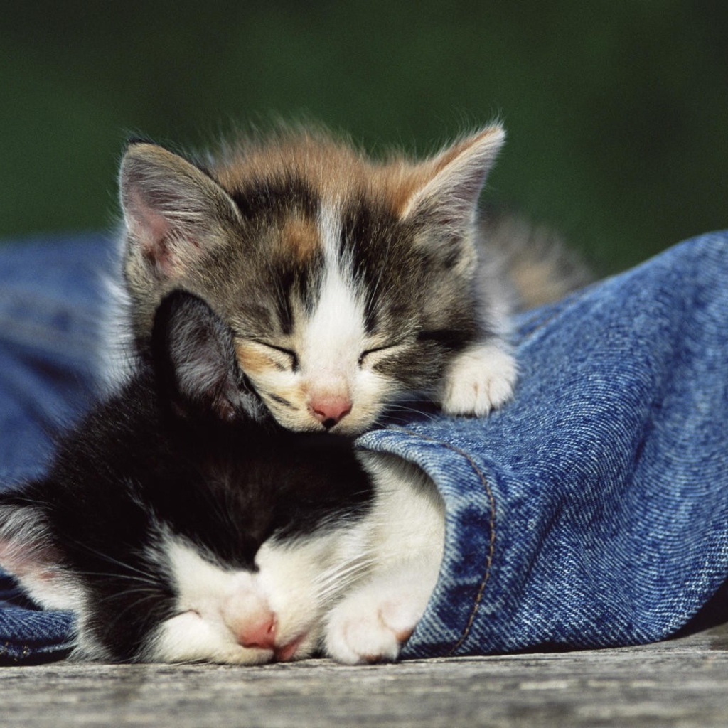 Cute Cats And Jeans wallpaper 1024x1024