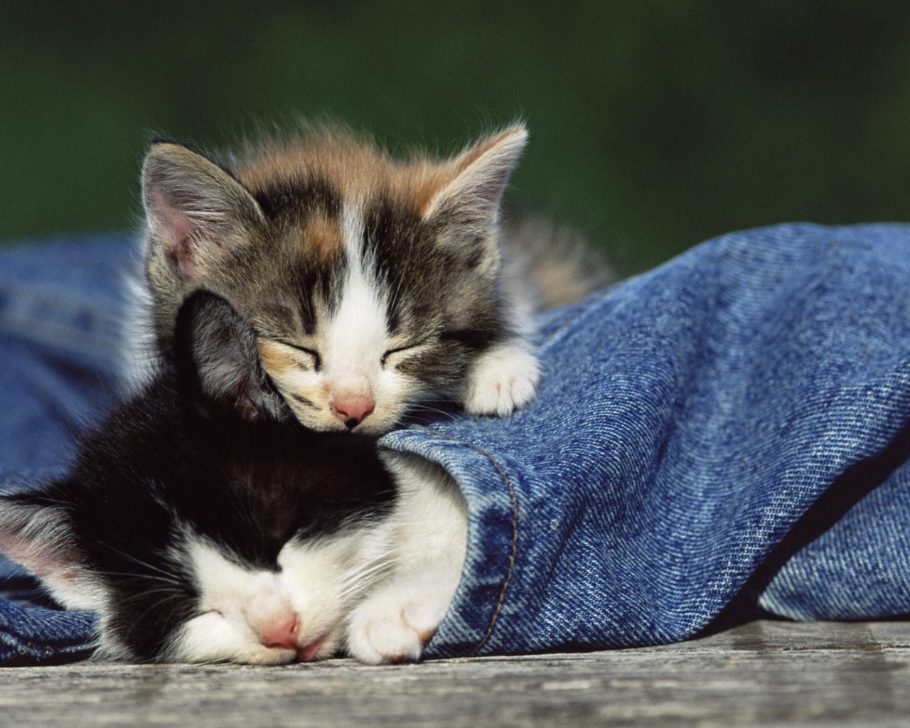 Fondo de pantalla Cute Cats And Jeans 1280x1024