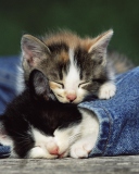 Cute Cats And Jeans wallpaper 128x160