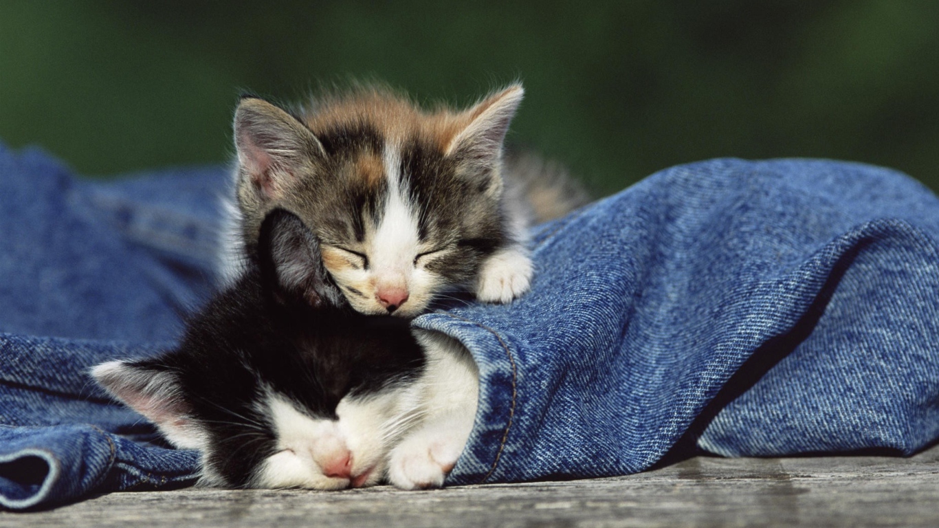 Обои Cute Cats And Jeans 1366x768