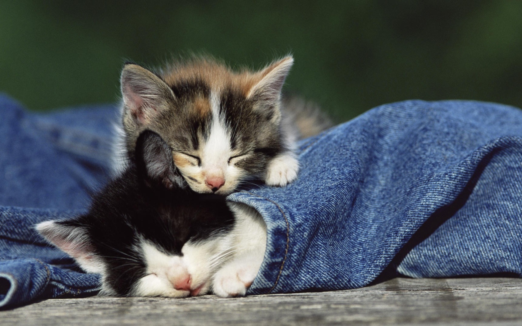 Fondo de pantalla Cute Cats And Jeans 1680x1050