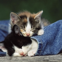 Cute Cats And Jeans wallpaper 208x208