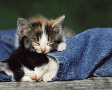 Cute Cats And Jeans wallpaper 220x176