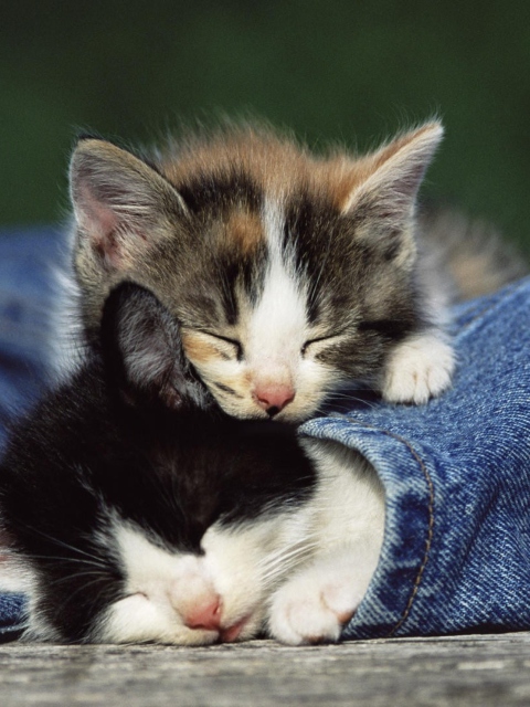 Cute Cats And Jeans wallpaper 480x640