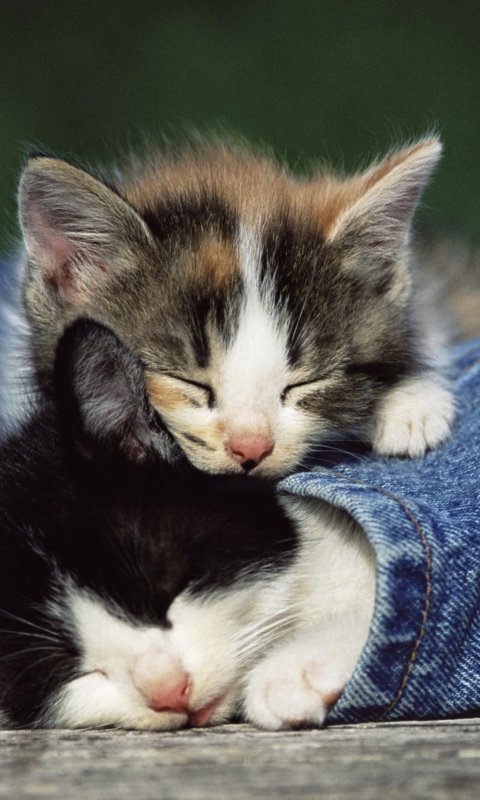 Обои Cute Cats And Jeans 480x800