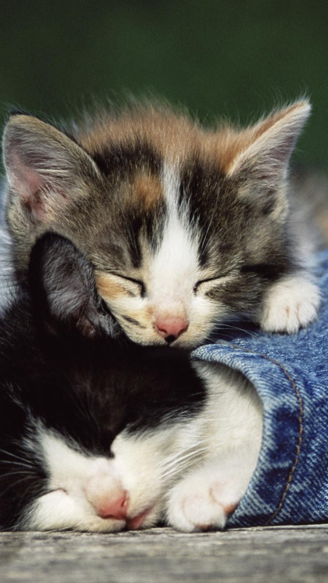 Fondo de pantalla Cute Cats And Jeans 640x1136