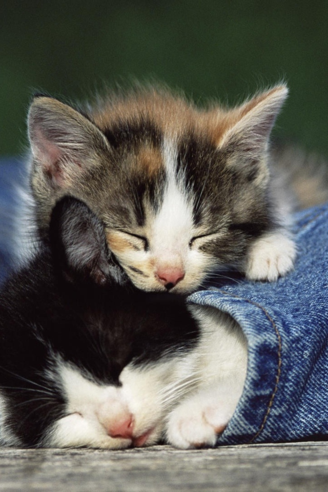 Das Cute Cats And Jeans Wallpaper 640x960