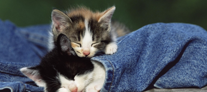 Cute Cats And Jeans wallpaper 720x320