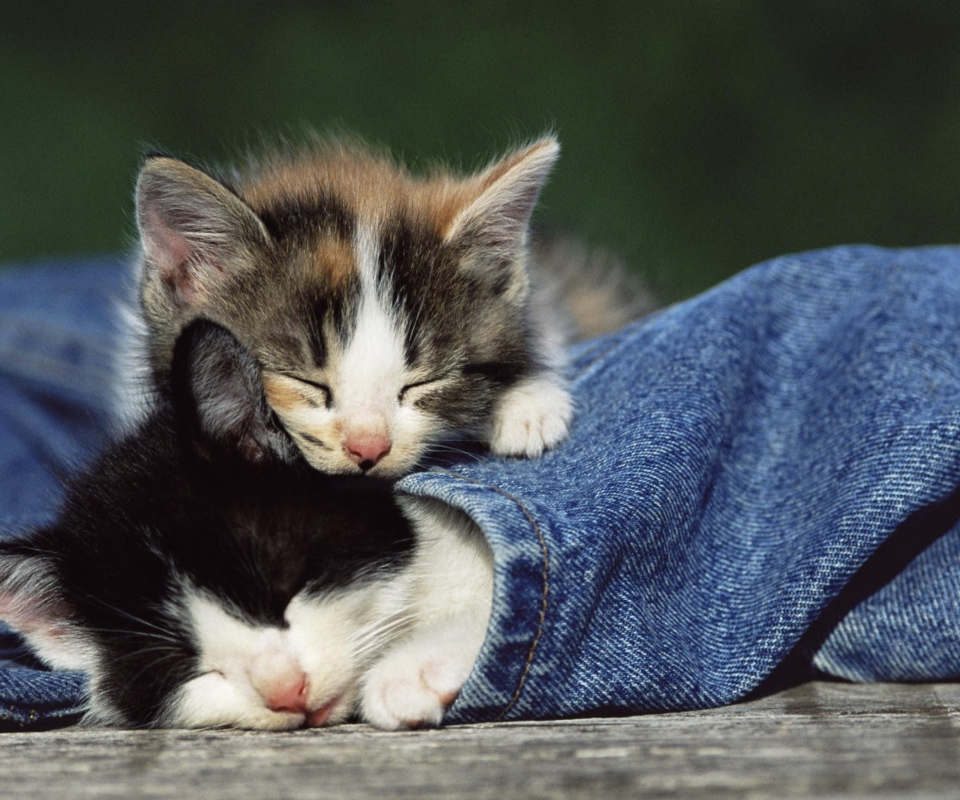 Обои Cute Cats And Jeans 960x800