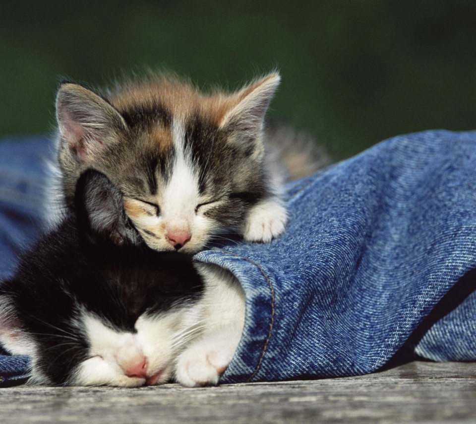 Обои Cute Cats And Jeans 960x854