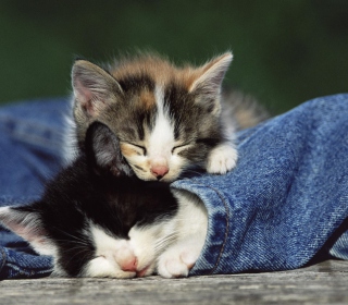 Cute Cats And Jeans Wallpaper for 1024x1024