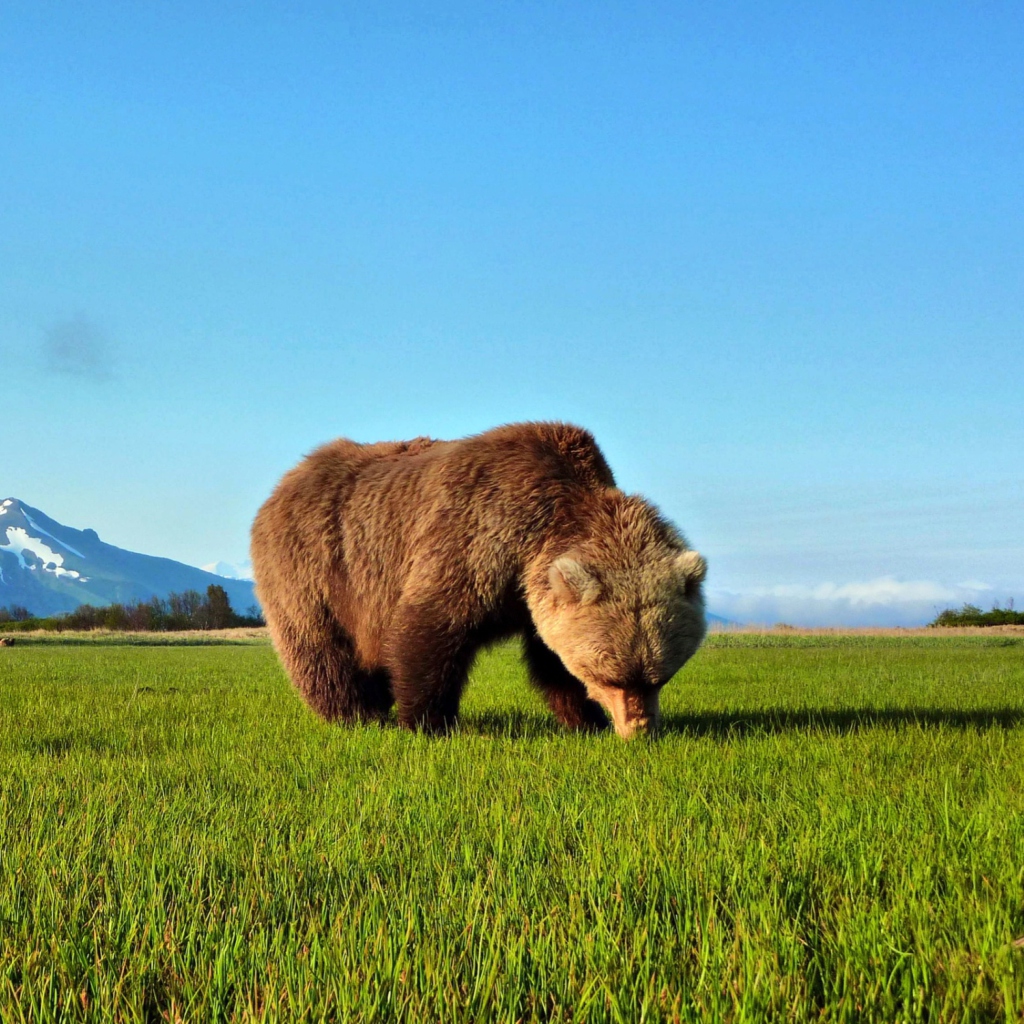 Обои Bear Sniffing The Grass 1024x1024