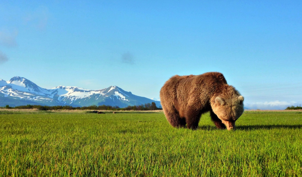 Das Bear Sniffing The Grass Wallpaper 1024x600
