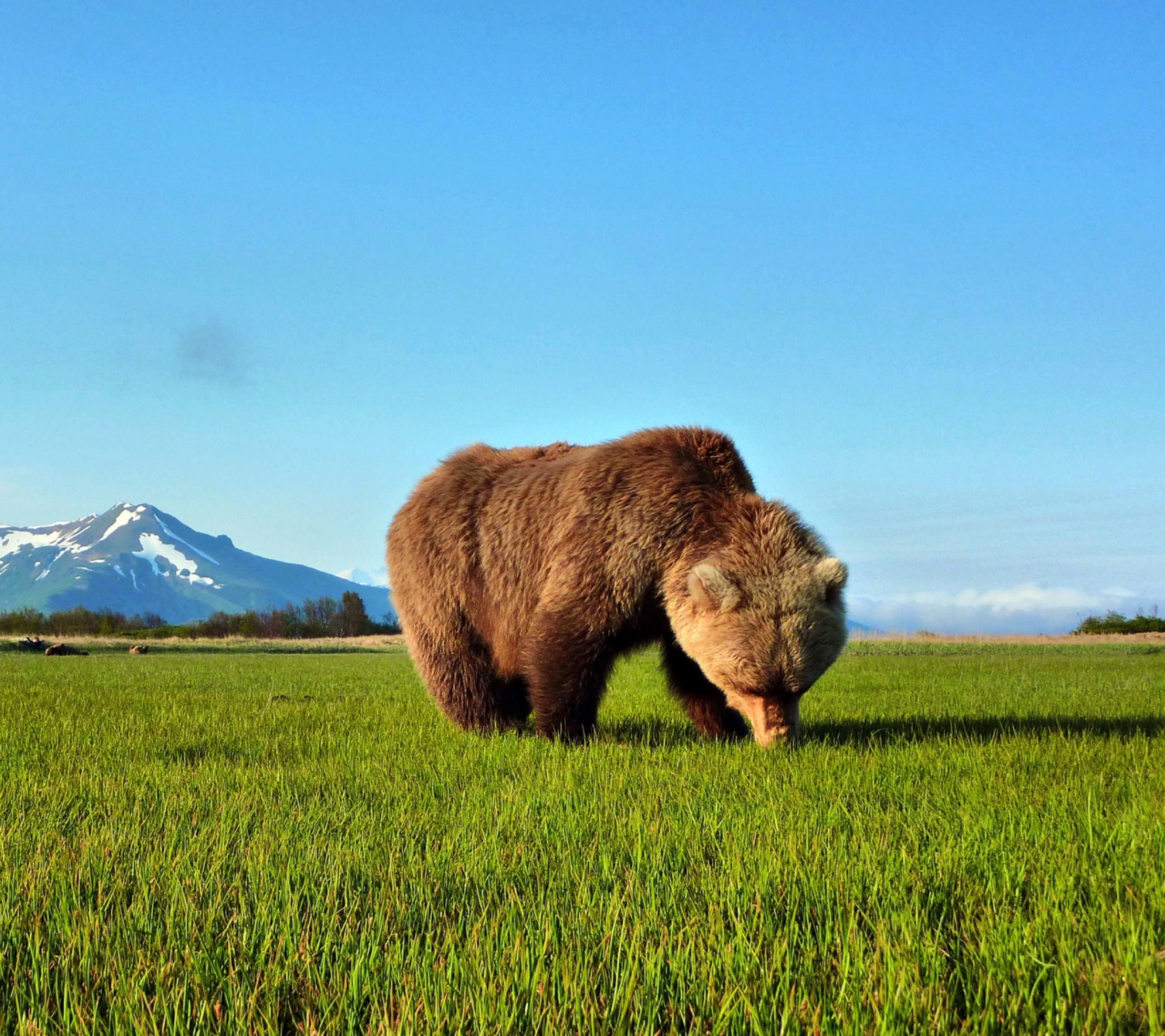 Fondo de pantalla Bear Sniffing The Grass 1440x1280