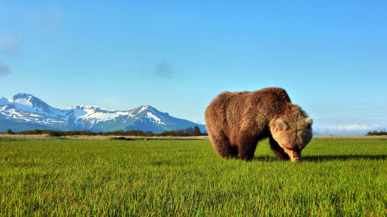 Das Bear Sniffing The Grass Wallpaper 1600x900
