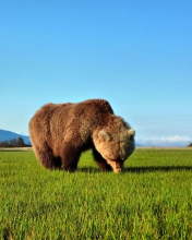 Sfondi Bear Sniffing The Grass 176x220