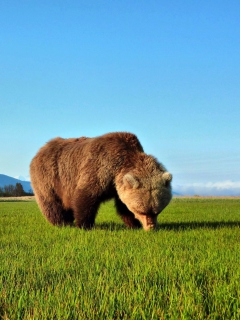 Das Bear Sniffing The Grass Wallpaper 240x320