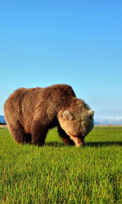 Обои Bear Sniffing The Grass 240x400