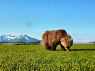 Обои Bear Sniffing The Grass 320x240