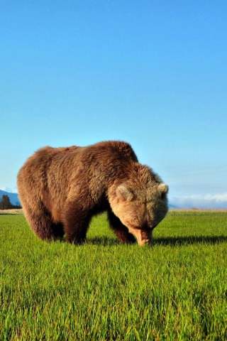 Fondo de pantalla Bear Sniffing The Grass 320x480