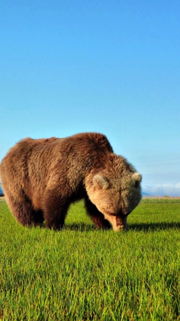 Обои Bear Sniffing The Grass 360x640