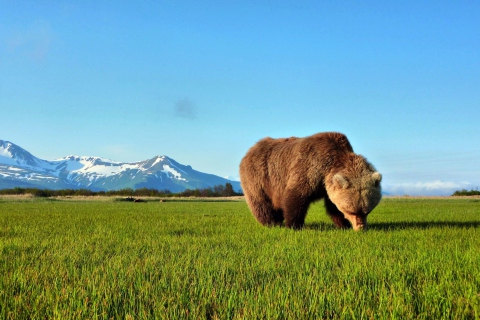 Fondo de pantalla Bear Sniffing The Grass 480x320