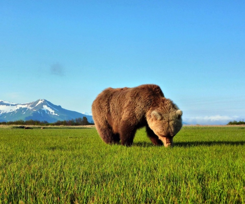 Sfondi Bear Sniffing The Grass 480x400