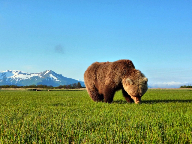 Обои Bear Sniffing The Grass 640x480