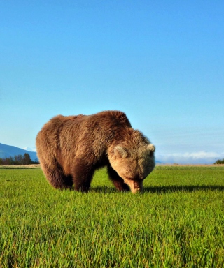 Kostenloses Bear Sniffing The Grass Wallpaper für iPhone 5C