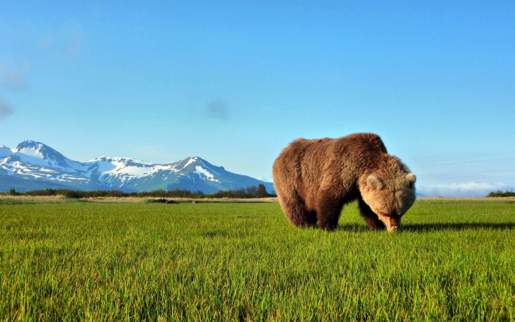 Fondo de pantalla Bear Sniffing The Grass