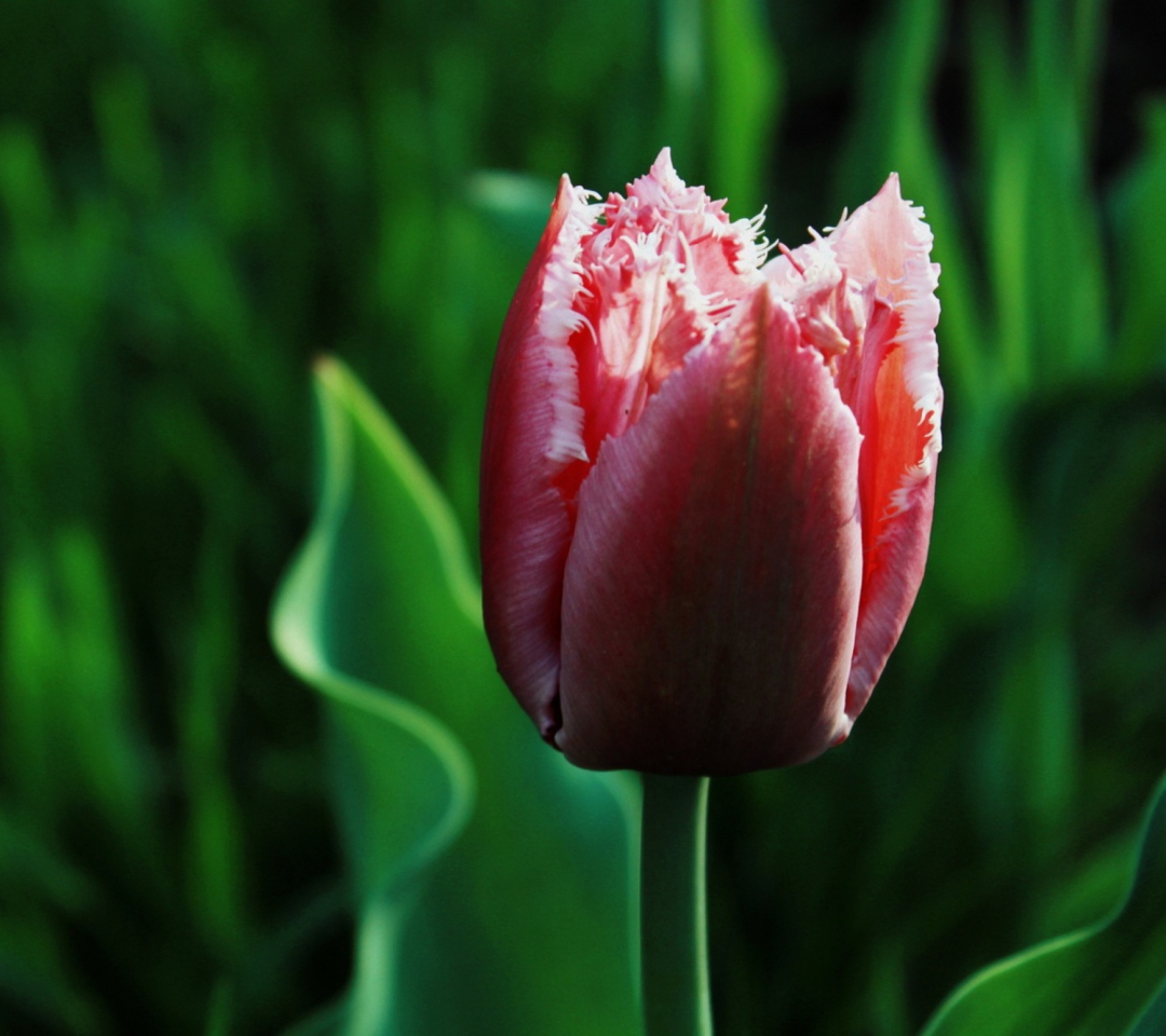 Sfondi Pink Tulip 1080x960