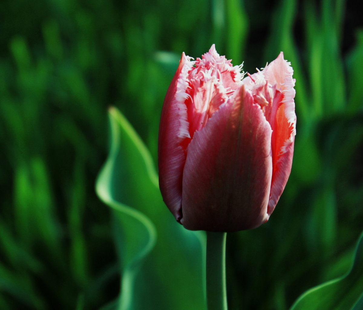 Sfondi Pink Tulip 1200x1024