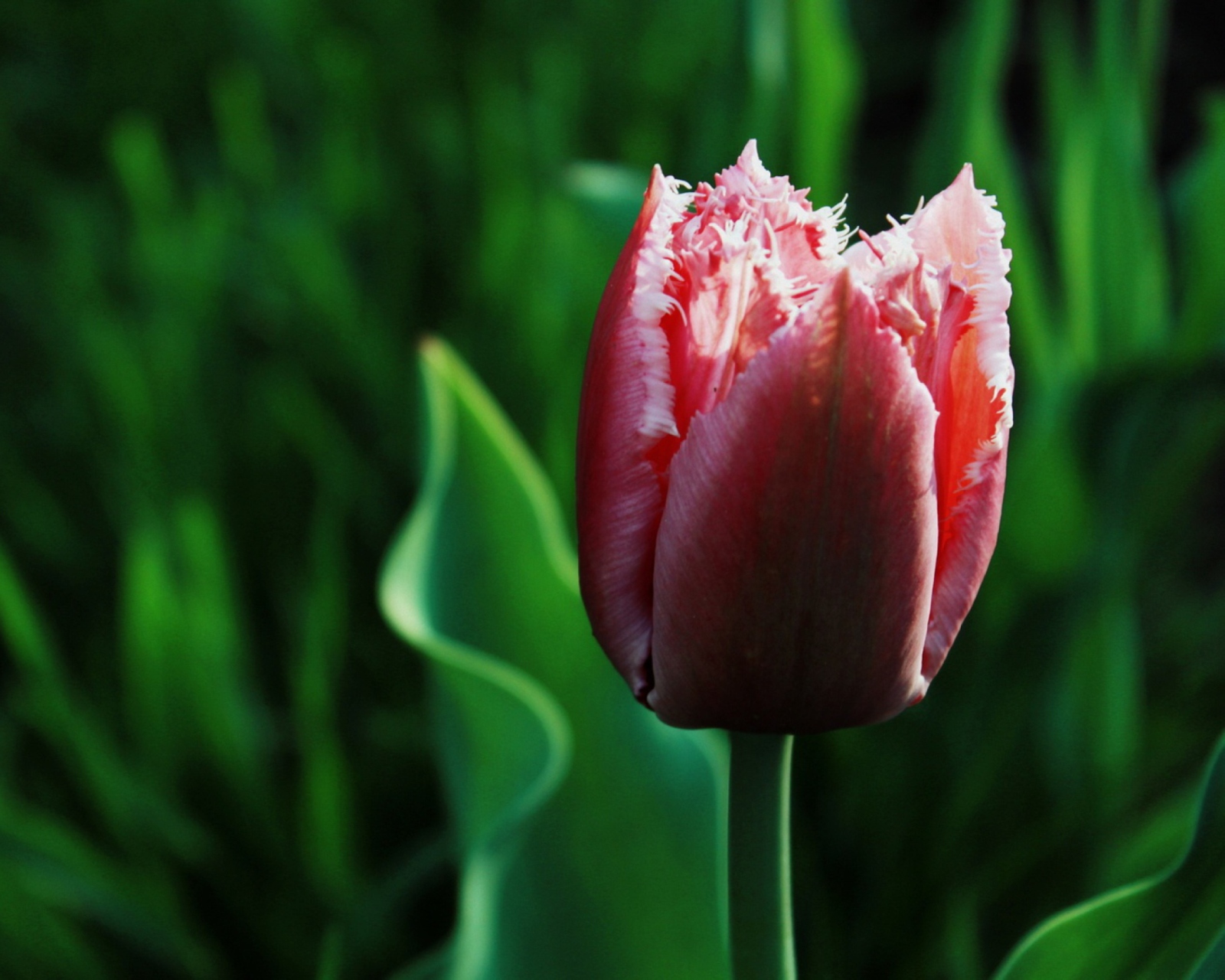Sfondi Pink Tulip 1600x1280