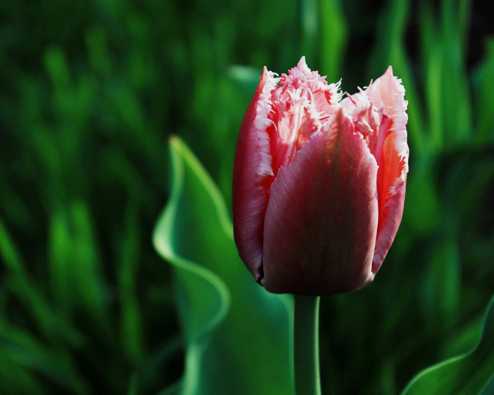 Fondo de pantalla Pink Tulip 1600x1280