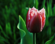 Sfondi Pink Tulip 220x176