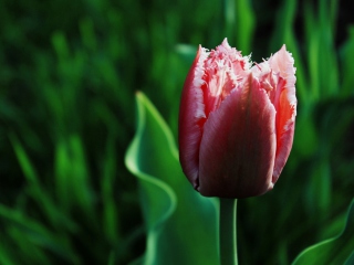 Обои Pink Tulip 320x240