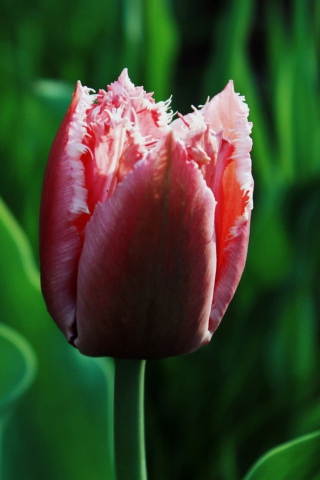 Fondo de pantalla Pink Tulip 320x480