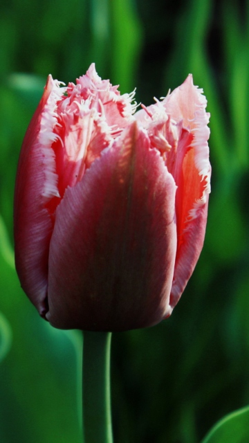 Das Pink Tulip Wallpaper 360x640