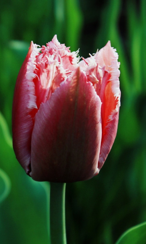 Pink Tulip wallpaper 480x800