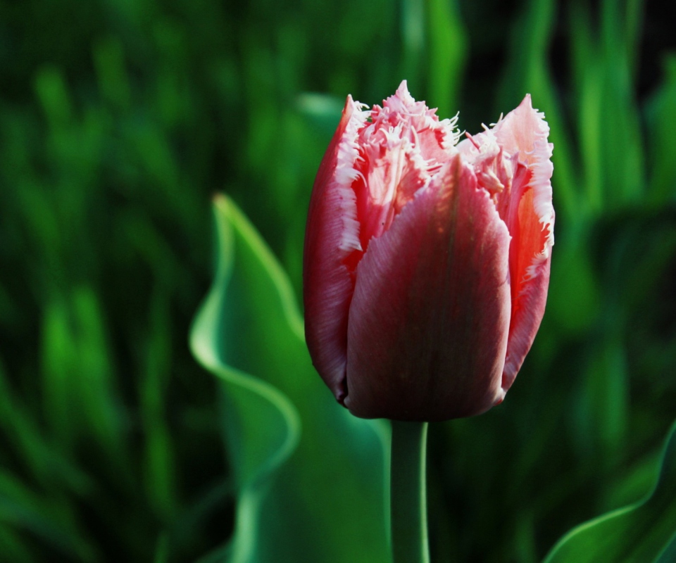 Sfondi Pink Tulip 960x800
