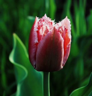 Pink Tulip sfondi gratuiti per 1024x1024