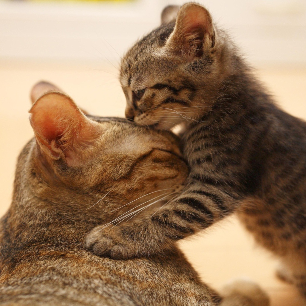 Обои Kitten's Kiss 1024x1024