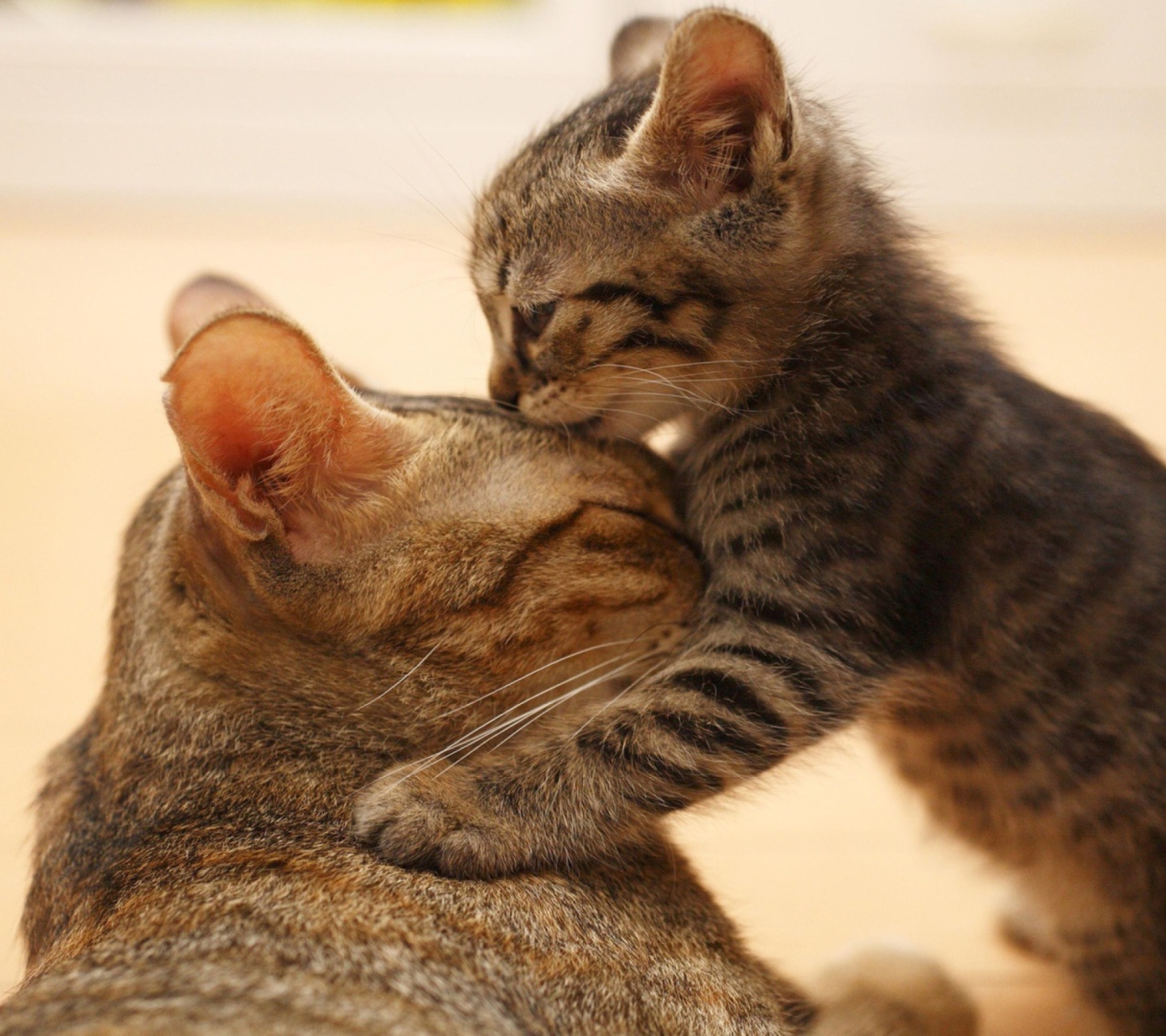 Обои Kitten's Kiss 1440x1280