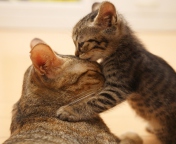Обои Kitten's Kiss 176x144