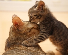 Обои Kitten's Kiss 220x176