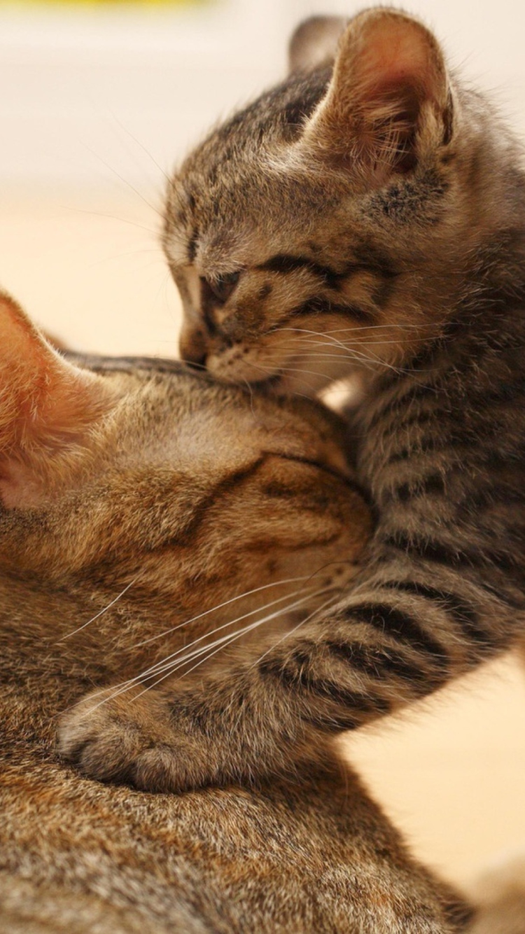 Обои Kitten's Kiss 750x1334