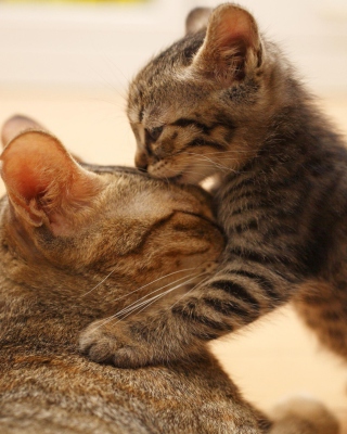 Free Kitten's Kiss Picture for 128x160